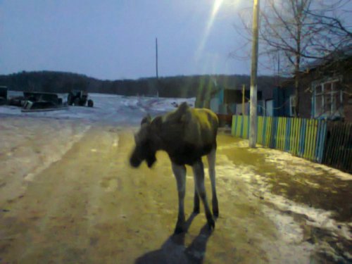 А у нас сами к дому приходят)))
