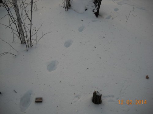 Чьи следы?