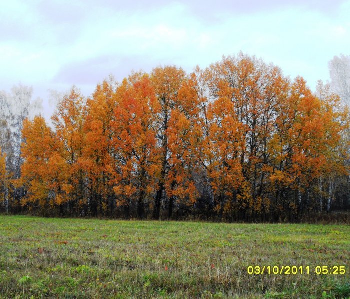 золотая осень