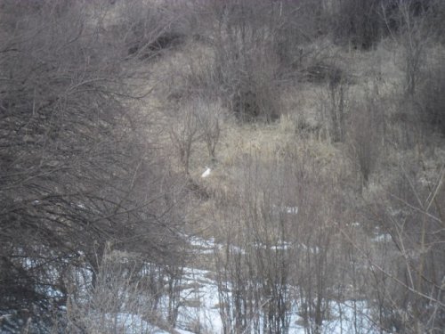 Беляк.23.03.2014.