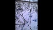 Спаниель и заяц