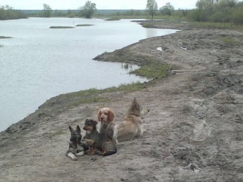 Четыре друга