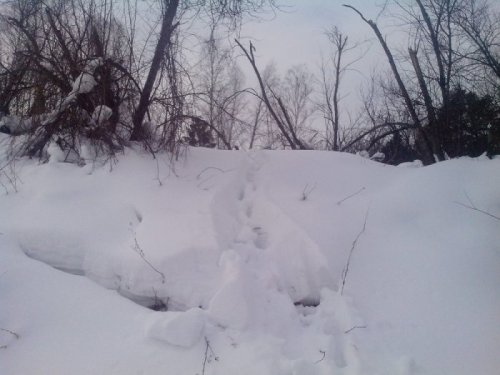 Лось порыбачить приходил.