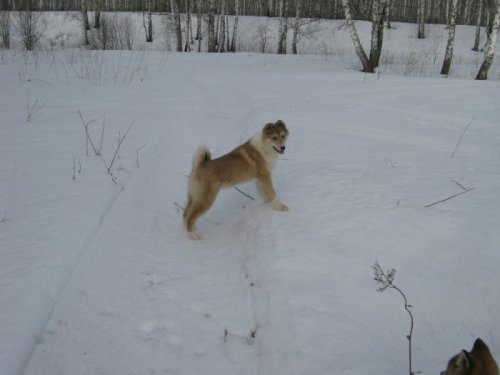 Чулым 4 мес