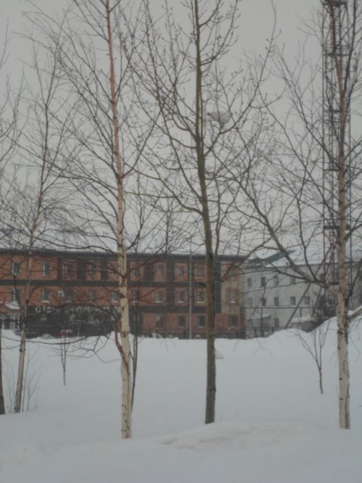 куропатки