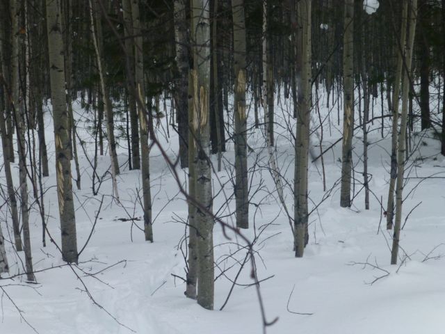 Свежие следы лосей