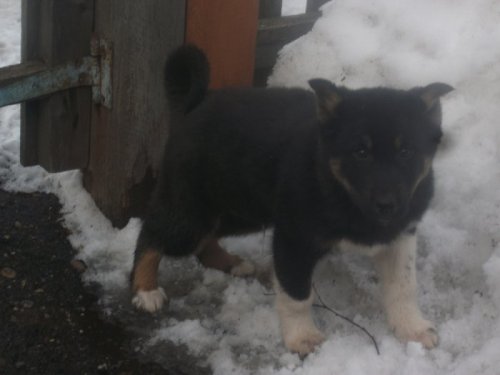 Будущий помощник