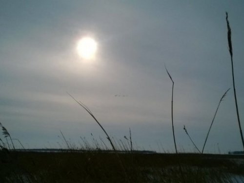 Весна,где то там силуэты первых лебедей )