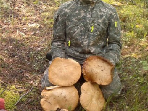Белый гриб