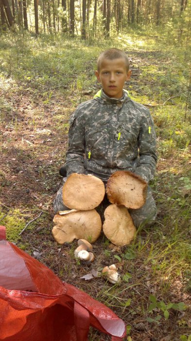 Белый гриб
