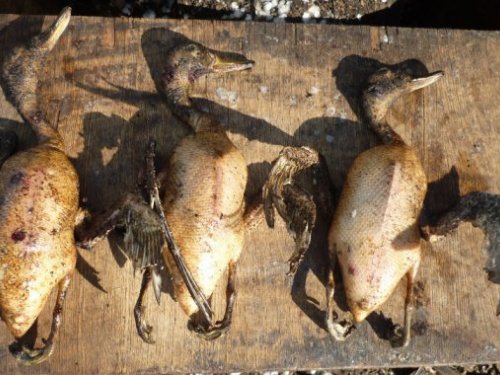 Жалко, но вкусно.