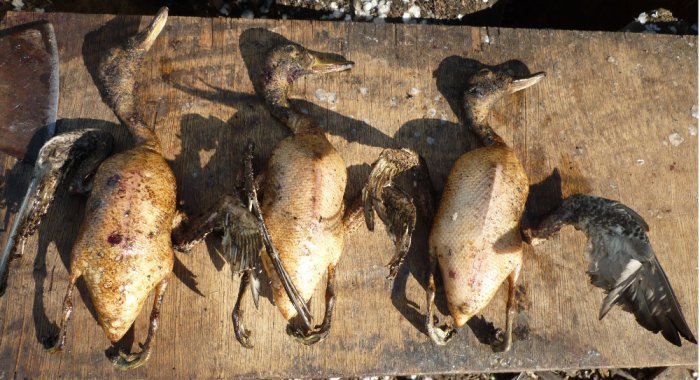 Жалко, но вкусно.
