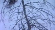 Меткий выстрел свалил медведя.