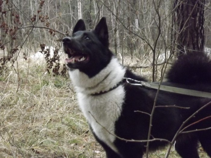Соба)))