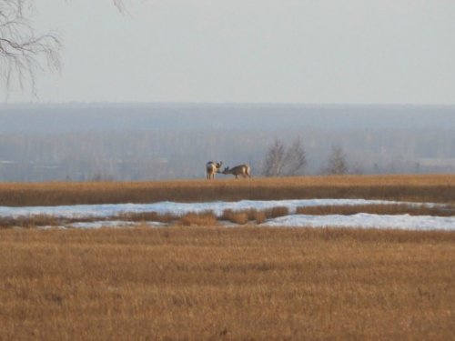 Влюбленная пара