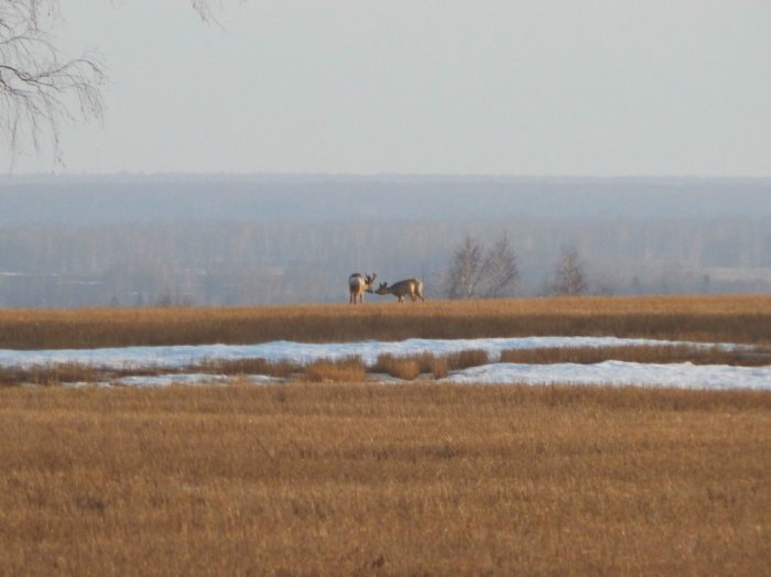Влюбленная пара