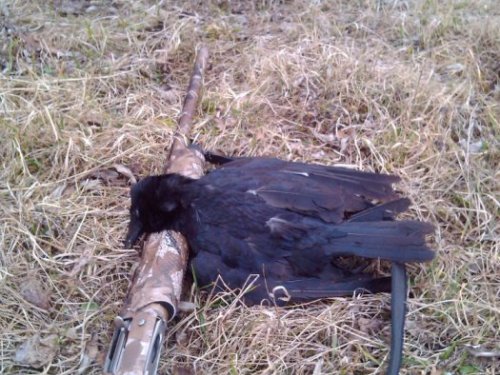 уменьшил поголовье