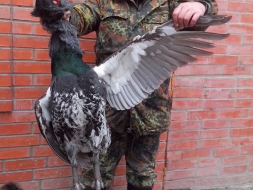 глухарь
