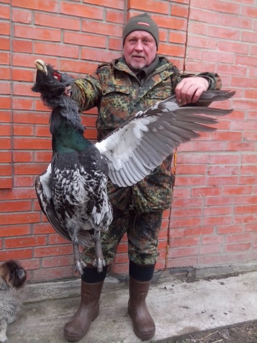 глухарь