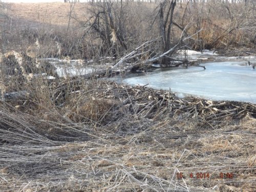 Бобровая платина.