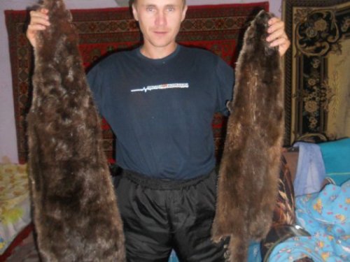 Это сыну с тестем на шапку.