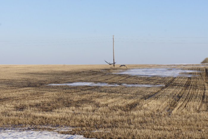 журавли