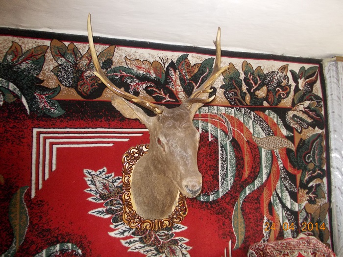 Марал
