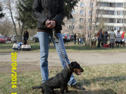 Вожидании ринга, на выставки.