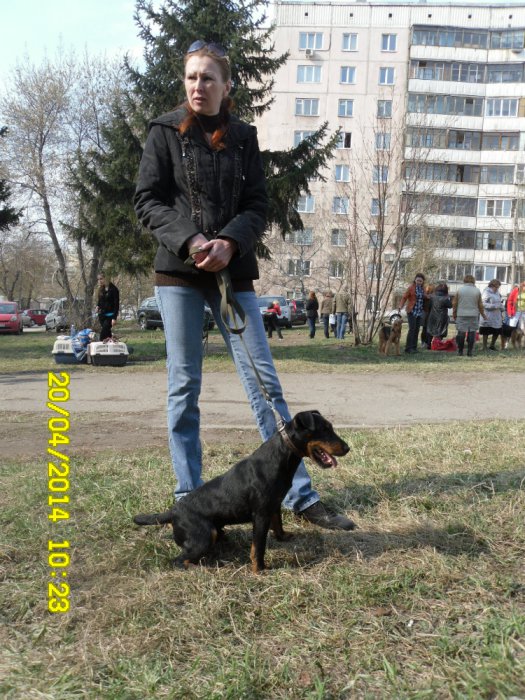 Вожидании ринга, на выставки.