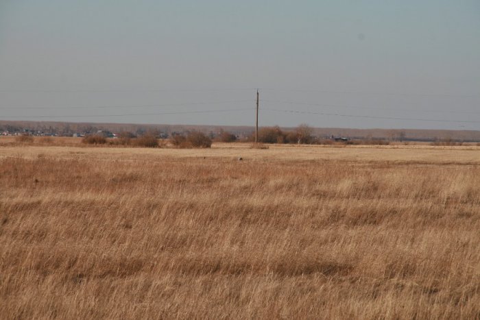 Журавлики...