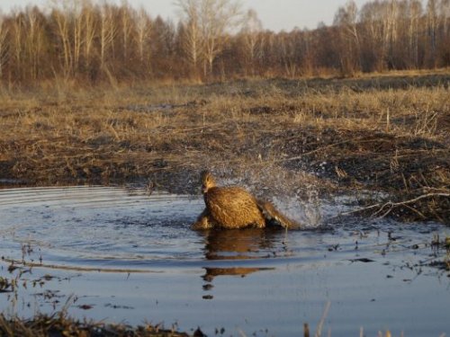 Вечернее купание.