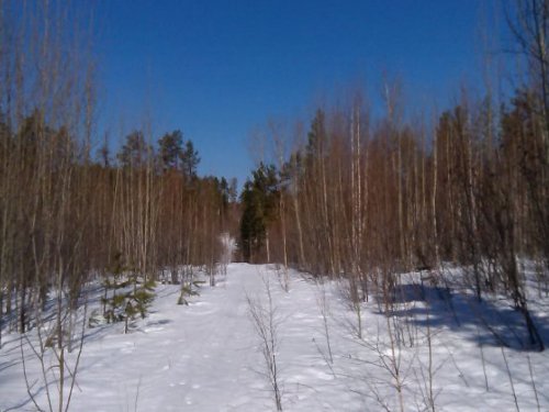 Просека