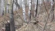 сурки в НСО в мошковском р-не проснулись 5,04
