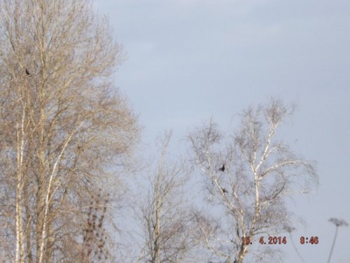 Косачи.