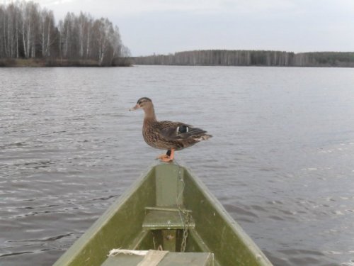 помошница 2
