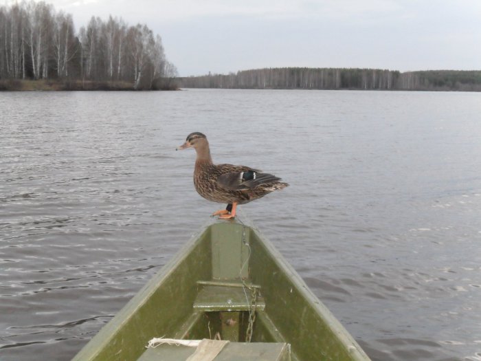 помошница 2