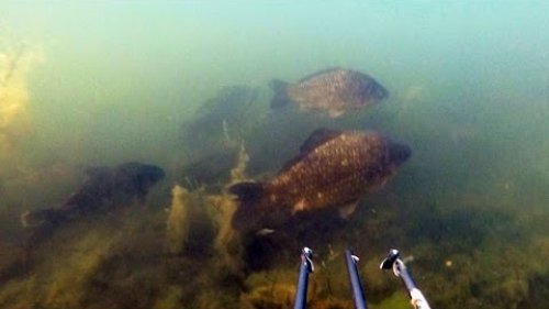 Подводная охота в балтийском море (морской карась)