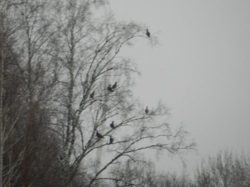 Косачи