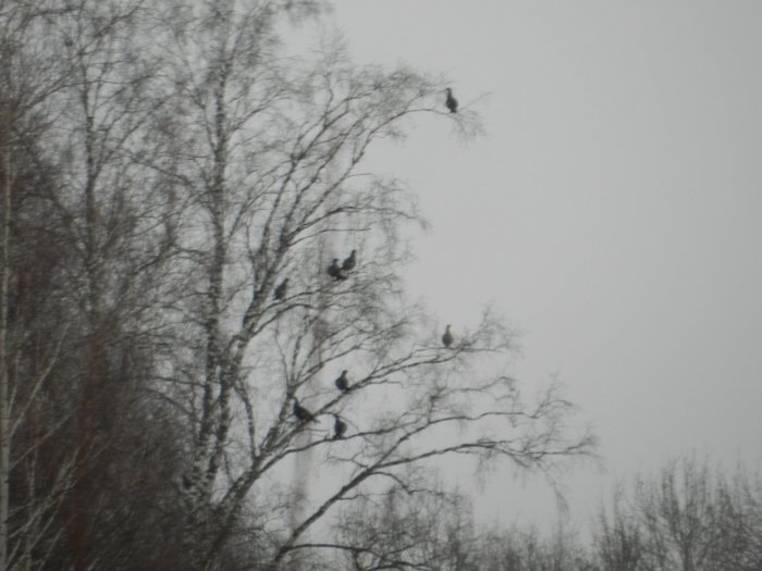 Косачи
