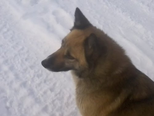 чапа
