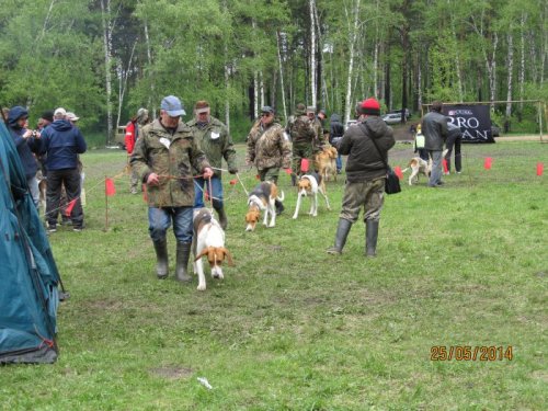 Выжловки Р.П.Г.