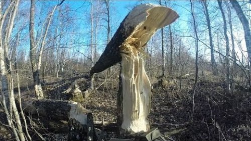 Охота на бобра, проверка капканов