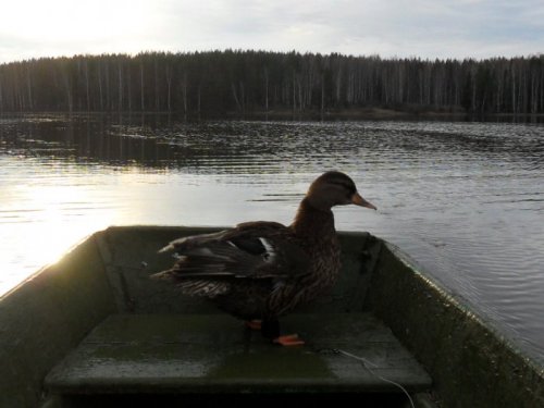 помошница