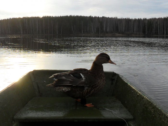 помошница