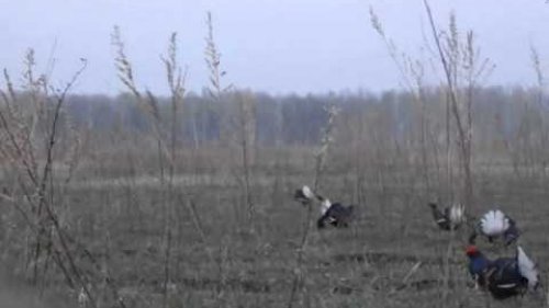 Весны мгновения.