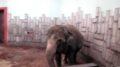 Elefant,слон плюётся