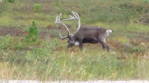 deer,олень!