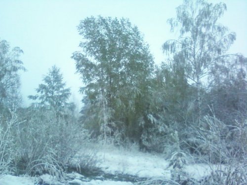 Заколдованный лес