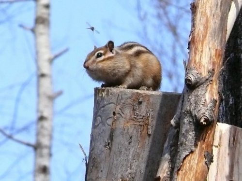 Грызуны и кровососы