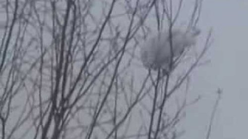 Охота на белую куропатку (часть 2)